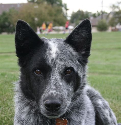 23+ Australian Cattle Dog Mix With Border Collie Image ...