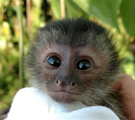 Primate Store - Socialized Monkeys for sale. This is a Capuchin ...