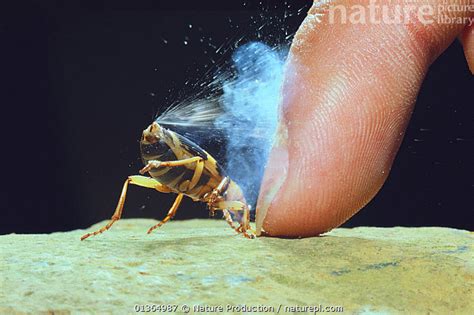 Stock photo of Bombardier Beetle (Pheropsophus jessoensis) protecting ...