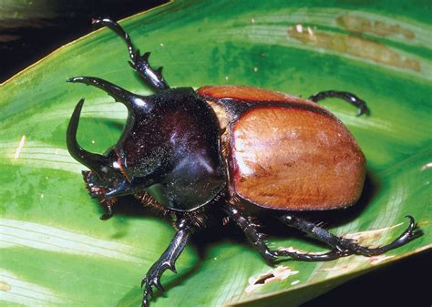 Rhinoceros beetle | insect, Dynastes species | Britannica