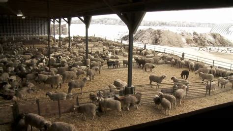 Ontario Lamb Farming - YouTube