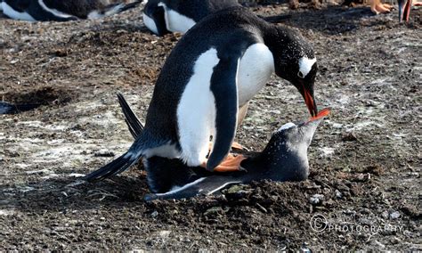 Falkland Islands Wildlife – Ramdas Iyer Photography