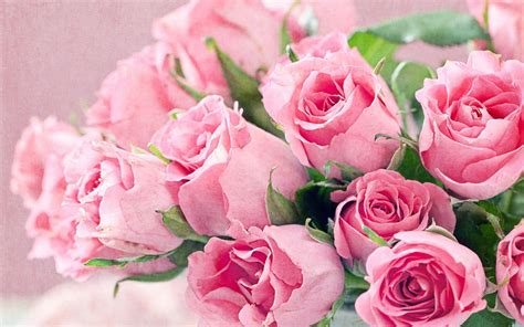 10 Best pink rose flower desktop wallpaper You Can Get It For Free ...