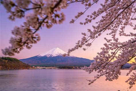 Mount Fuji with Cherry Blossom Sakura, View from Lake Kawaguchiko Stock ...