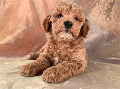 Iowa Cockapoo Breeders, Cockapoos for Sale, Apricot