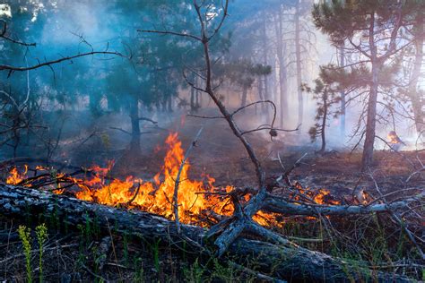 7 Things You Didn’t Know about Wildfire | Research, Innovation, and Impact