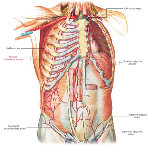 Pin by Megan Smith on A&P in 2021 | Human heart anatomy, Arteries, Anatomy