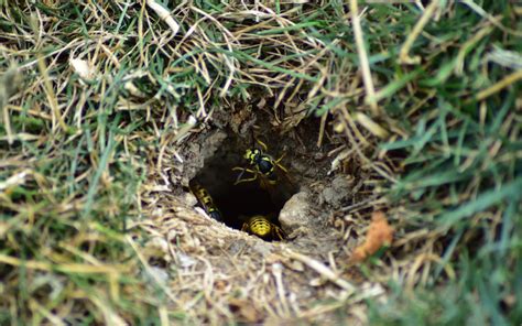 The Challenge of Ground-Dwelling Wasps | ABC Humane Wildlife Control ...