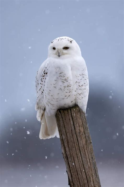 Snowy Owl | Animals beautiful, Owl, Snowy owl