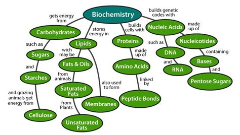 Biomolecules Diagram