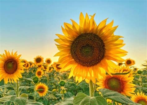 When is sunflower season? 🌻 📅 A comprehensive guide