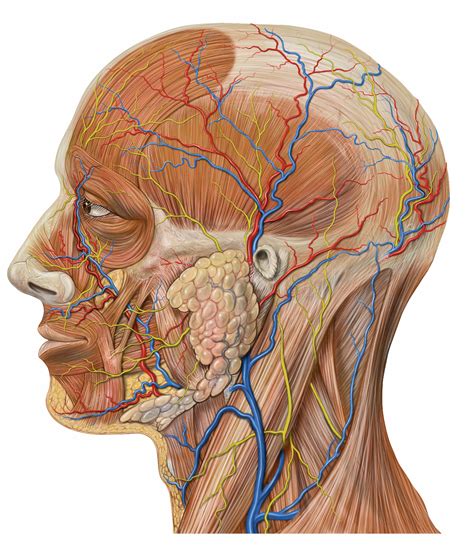 File:Lateral head anatomy detail.jpg - Wikipedia