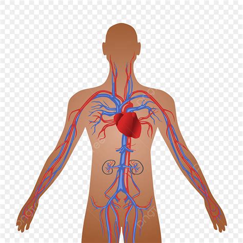 Human Circulatory System Vector PNG Images, Human Circulatory System Of ...