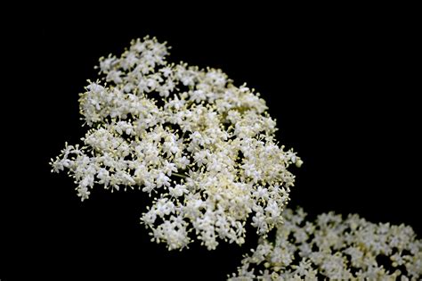 Elderberry Flower Elderflower - Free photo on Pixabay