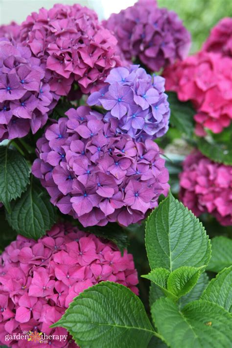 How To Keep Hydrangeas Pink - Crain Forbeartne