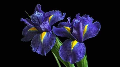 Irises Purple Flowers 5K Wallpapers | HD Wallpapers | ID #29141