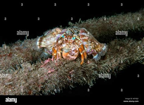 Anemone hermit crab (Dardanus pedunculatus) on mooring line carrying ...