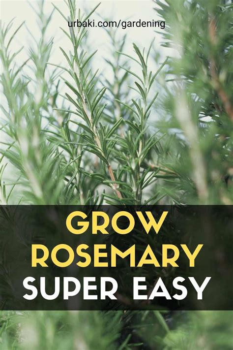 Grow Rosemary Super Easy