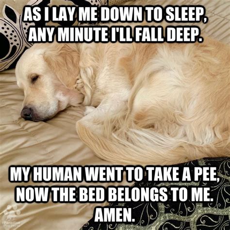 Sleeping Dog Memes Funny - education wallpaper