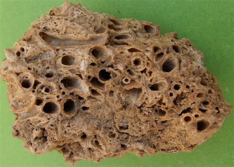 Fossil corals: Fossil corals: Syringopora