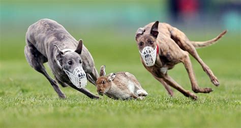 Training Guide for Greyhound Dog