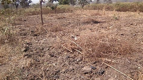 Yam Cultivation From Seedlings To Planting And Harvesting - Agriculture ...