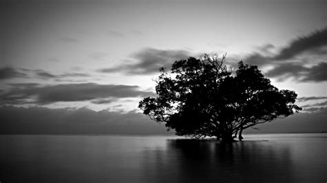 Black And White Nature Photography Hd Background Wallpaper 18 HD ...