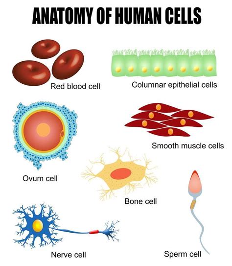 Human cells | Science biology, Science cells, Biology