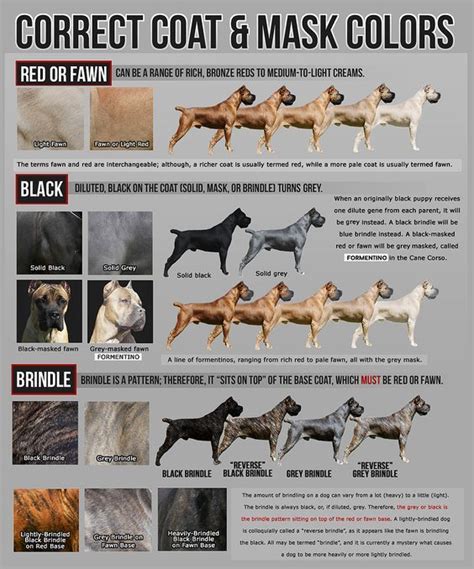 Correct Cane Corso Colors Cane Corso Breeders, Cane Corso Puppies, Cane ...