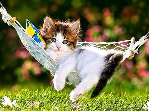 Beautiful Kitten Wallpapers on WallpaperDog