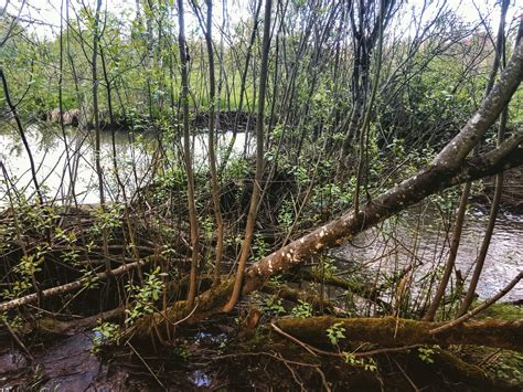 This Beaver Dam in Beaverton, Oregon : r/mildlyinteresting