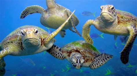 Drone Footage Captures Migration of 64,000 Green Sea Turtles – Jane ...