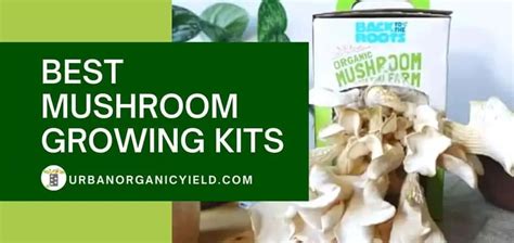 10+ Best Mushroom Growing Kits To Start Growing At Home