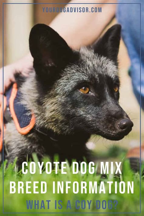 Coyote Dog Mix Breed Information - What Is A Coydog? | Your Dog Advisor