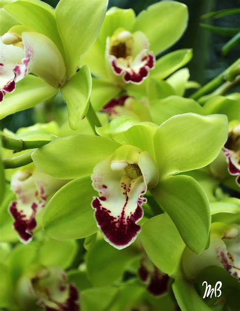 Pistachio Green Cymbidium Orchid. Green Orchid, Orchid Plants, Exotic ...