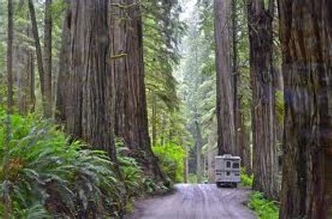 10 Interesting Redwood National Park Facts | My Interesting Facts