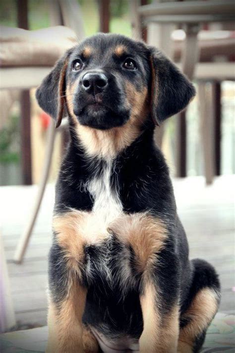 German Shepherd / Lab Cross Breed.... I think I need another dog:) # ...