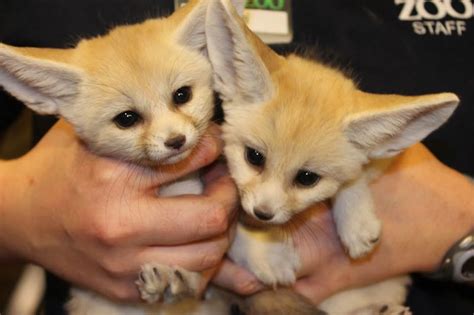 Fennec foxes are cute, but not as cute as baby fennec foxes | Zooborns ...