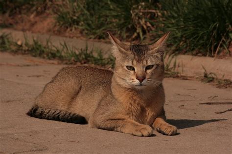 The Chausie Cat Breed: An Exotic and Wild Domestic Hybrid | PetHelpful