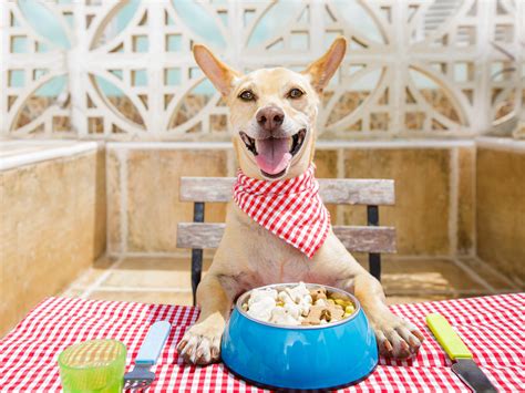 Feeding Frenzy: How Accurate Are Your Pet Food’s Feeding Directions ...