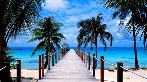 Pier Tropical Ocean Palm Tree Horizon Wallpaper Data-src - Summer Beach ...