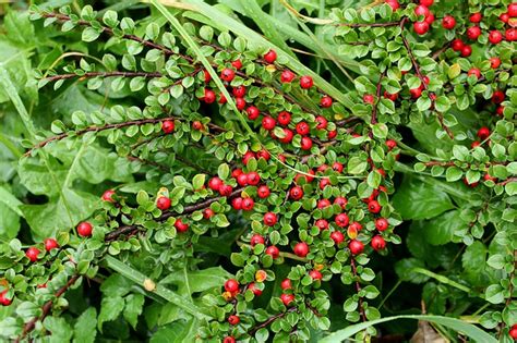 How to Grow Cotoneaster From Cuttings or Seeds (Beginner's Guide ...