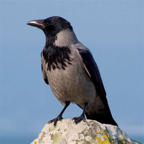 Hooded Crow (Corvus cornix) | Ireland's Wildlife