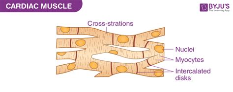 Cardiac Muscle Diagram