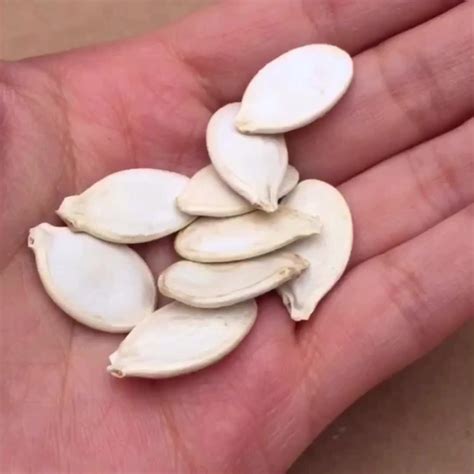 High Yield Giant Pumpkin Seeds,Giant Squash Seeds For Growing - Buy ...