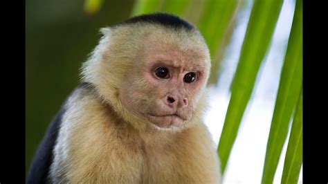 13 Interesting Capuchin Monkey Facts - YouTube