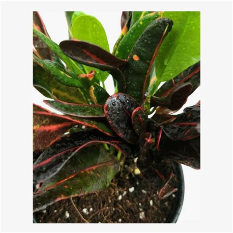 Mammy Croton | Indoor Croton | Exotic Plant | Halaplants.ae