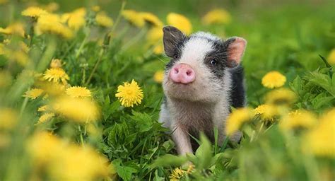 Pig Names - 300 Awesome Ideas for Perfect Pet Piggies