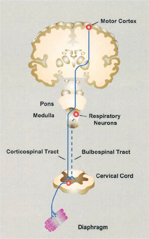 Corticospinal Tract Pathway