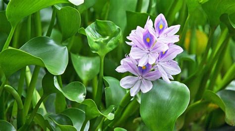 10 Tanaman Air Hias Cocok untuk Kolam - De Orchids